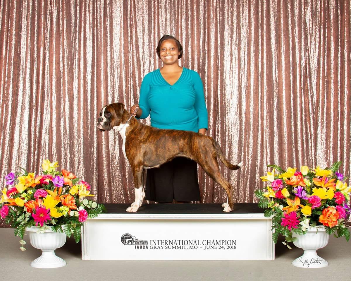 IABCA Dog Show and St.Louis Visit 7.23.2018-7.24.2018