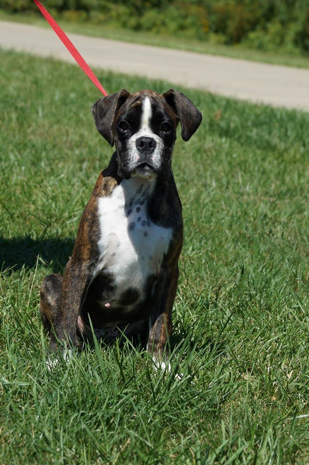 Responsible Dog Owner