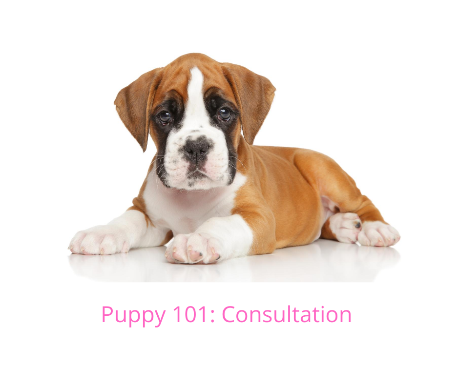 “Prelude to a Puppy”